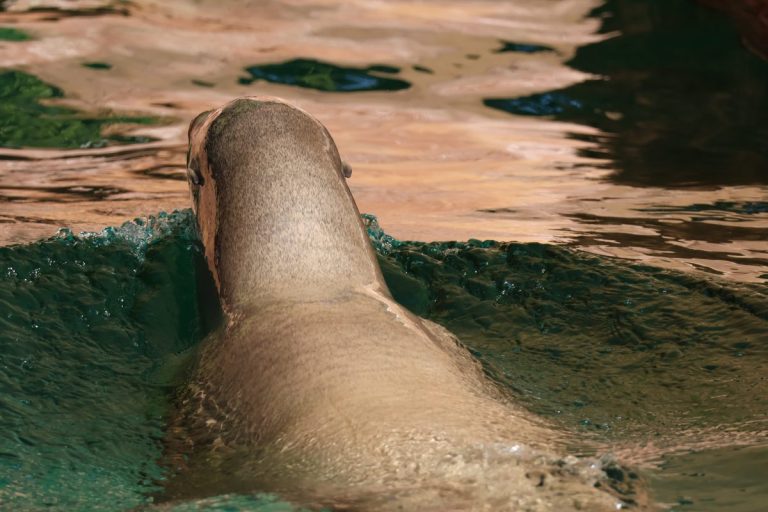 Hope, el nuevo elefante de Sumatra, protagoniza la temporada 2026 en Selwo Aventura - SWM Leones marinos California 5 Hope, el nuevo elefante de Sumatra, protagoniza la temporada 2026 en Selwo Aventura - SWM Leones marinos California 5