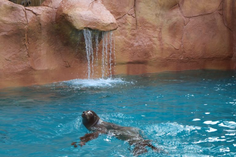 Hope, el nuevo elefante de Sumatra, protagoniza la temporada 2026 en Selwo Aventura - SWM Leones marinos California 6 Hope, el nuevo elefante de Sumatra, protagoniza la temporada 2026 en Selwo Aventura - SWM Leones marinos California 6