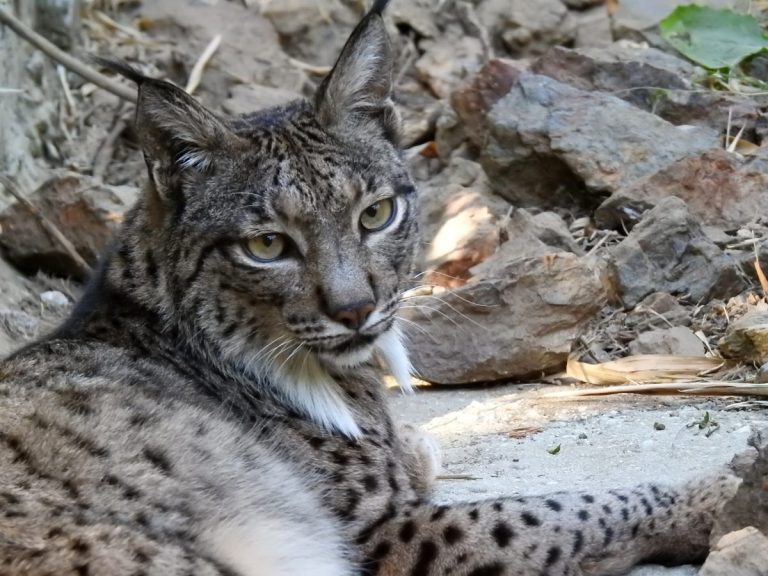 Hope, el nuevo elefante de Sumatra, protagoniza la temporada 2026 en Selwo Aventura - Selwo Aventura Lince iberico Hope, el nuevo elefante de Sumatra, protagoniza la temporada 2026 en Selwo Aventura - Selwo Aventura Lince iberico