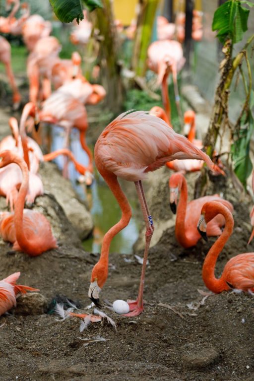 Hope, el nuevo elefante de Sumatra, protagoniza la temporada 2026 en Selwo Aventura - Selwo Marina Flamencos Hope, el nuevo elefante de Sumatra, protagoniza la temporada 2026 en Selwo Aventura - Selwo Marina Flamencos
