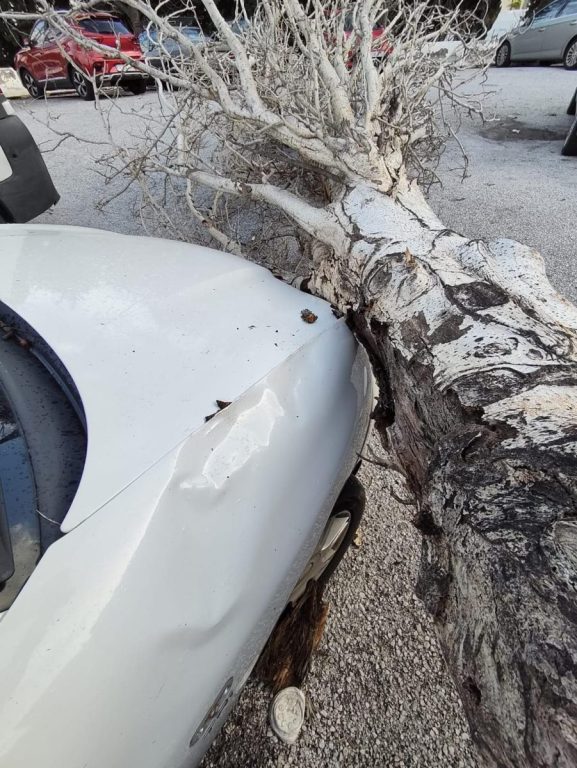 El viento provoca caídas de árboles y graves daños en las playas de Torremolinos - WhatsApp Image 2026 02 05 at 10.06.28 1 1 El viento provoca caídas de árboles y graves daños en las playas de Torremolinos - WhatsApp Image 2026 02 05 at 10.06.28 1 1