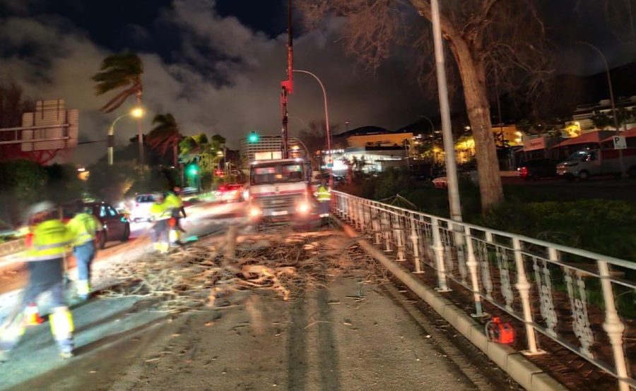 El viento provoca caídas de árboles y graves daños en las playas de Torremolinos - WhatsApp Image 2026 02 05 at 10.06.29 e1770284058270 temporal Torremolinos