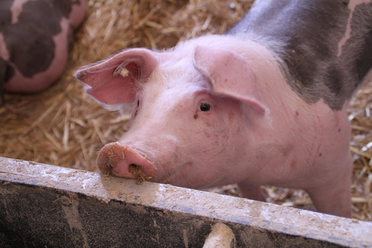 Devolvían furgonetas con olor a porcino y restos de desinfectante: así cayó la banda de robos en granjas - tomwieden pig 4502063 1280 cerdo granja