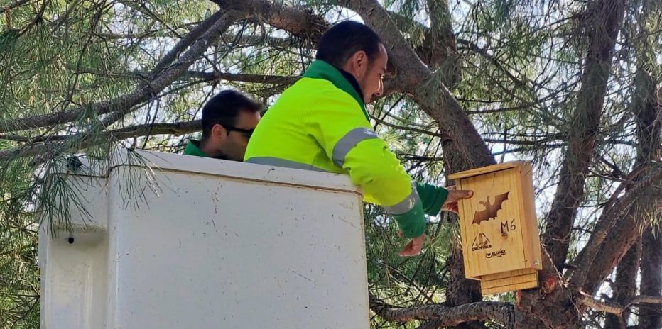 Estepona instala cajas nido para murciélagos y autillos en dos parques públicos - Foto Cajas Nidos estepona e1774520810703 Foto Cajas Nidos estepona