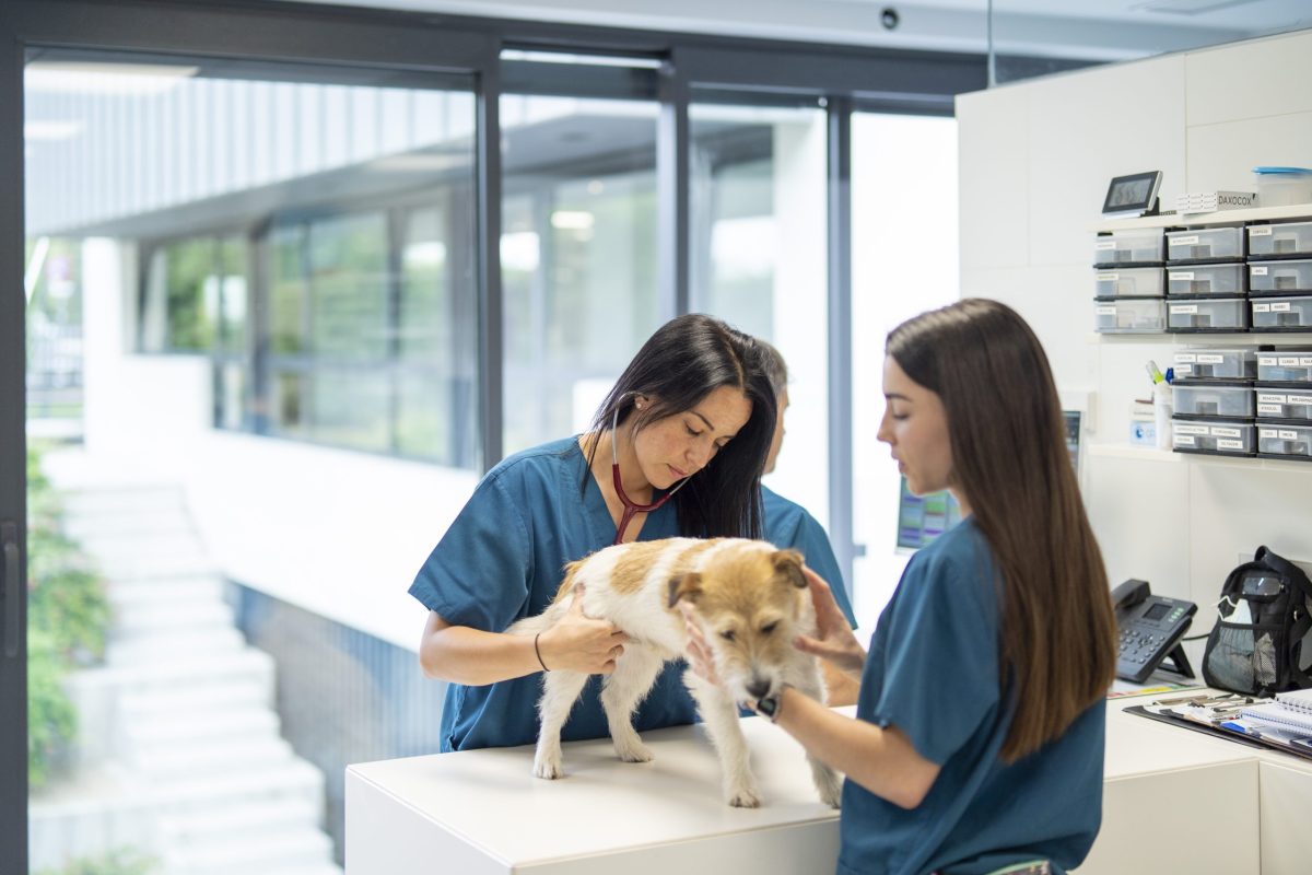 Vecinos recogen firmas para reclamar urgencias veterinarias 24 horas en Estepona - Urgencias Veterinarias Reclaman urgencias veterinarias 24 horas en Estepona.