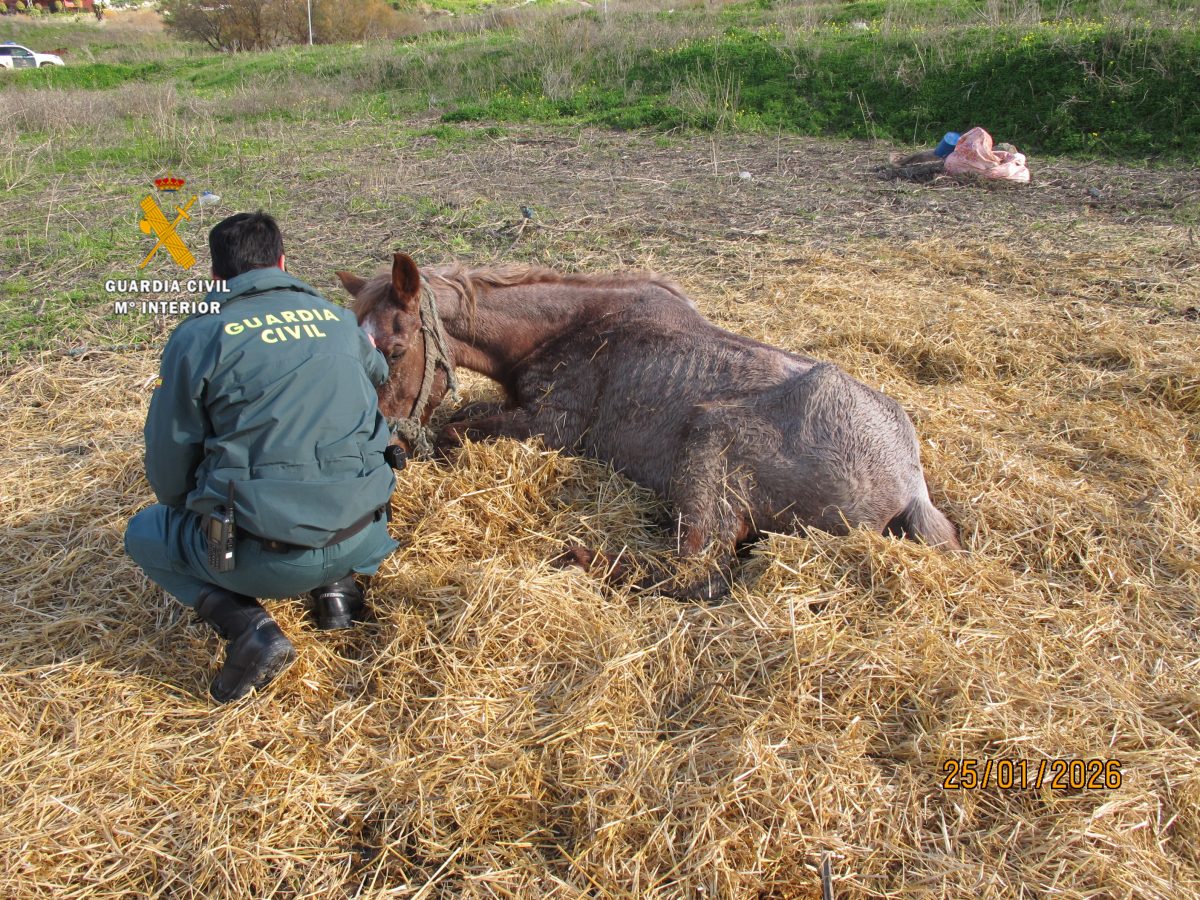 Hallan una yegua agonizando en Cártama: investigan a su propietario por maltrato animal - caballo maltratado coin caballo maltratado coin