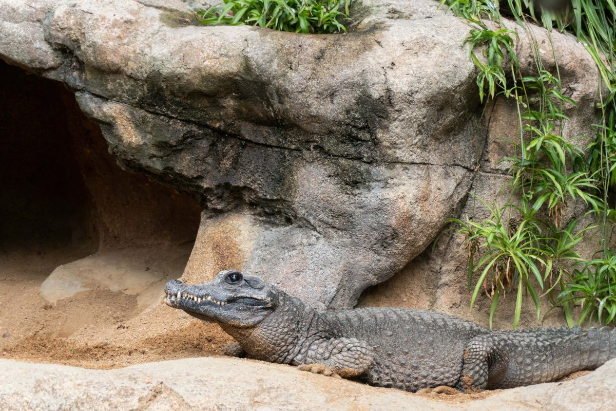 Así es el ejemplar del cocodrilo más pequeño del mundo que acaba de llegar a Bioparc Fuengirola - cocodrilo mas pequeno mundo bioparc cocodrilo mas pequeño mundo bioparc