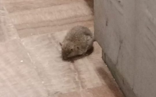 Denuncian una plaga de ratas en el cuartel de la Guardia Civil de Mijas - Rata GC Mijas 3 e1777282837443 Rata GC Mijas