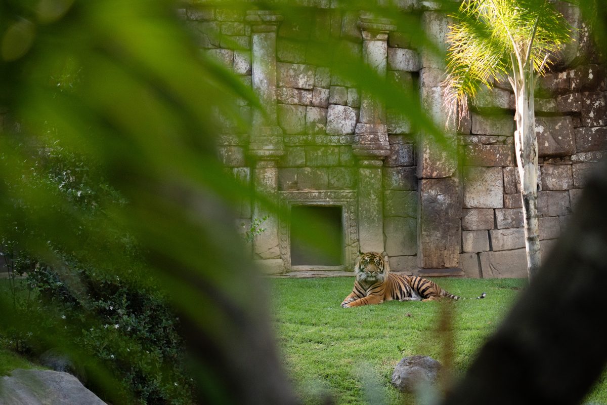 “Origen”, el concurso fotográfico con el que Bioparc Fuengirola celebra 25 años protegiendo la biodiversidad - Tigre de Sumatra Bioparc Fuengirola 1 Tigre de Sumatra Bioparc Fuengirola
