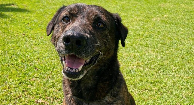 ¿Buscas un compañero fiel? Casares anima a dar una segunda oportunidad a perros abandonados - adoptar perro casares e1777371219232 adoptar perro casares