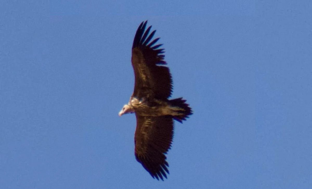 Avistan un ejemplar de buitre torgo en Málaga, el primer registro documentado de la especie en España - buitre torgo e1775924381969 buitre torgo