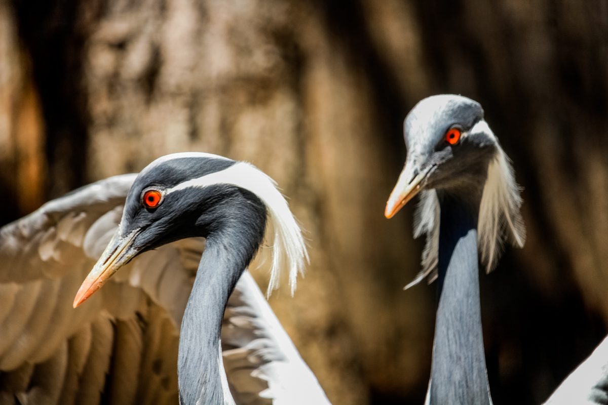 De Estepona a los humedales del sur: el plan para recuperar la grulla damisela - Grulla damisela Grulla damisela