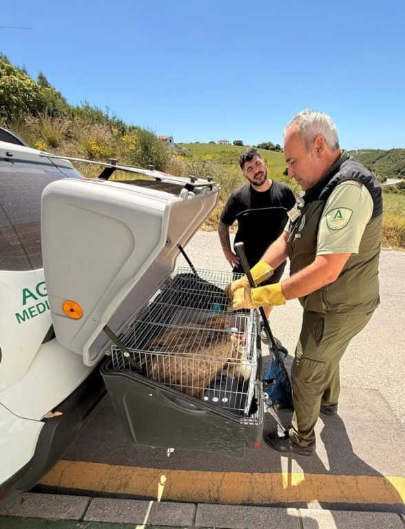 Rescatado un buitre en Manilva tras ser localizado desorientado y débil - buitre manilva rescate 2 Rescatado un buitre en Manilva tras ser localizado desorientado y débil - buitre manilva rescate 2