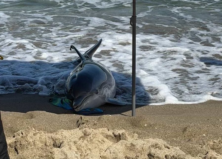 Aparece un delfín muerto por un supuesto virus en la playa de Torreblanca, en Fuengirola - delfin muerto fuengirola e1779384453450 delfin muerto fuengirola