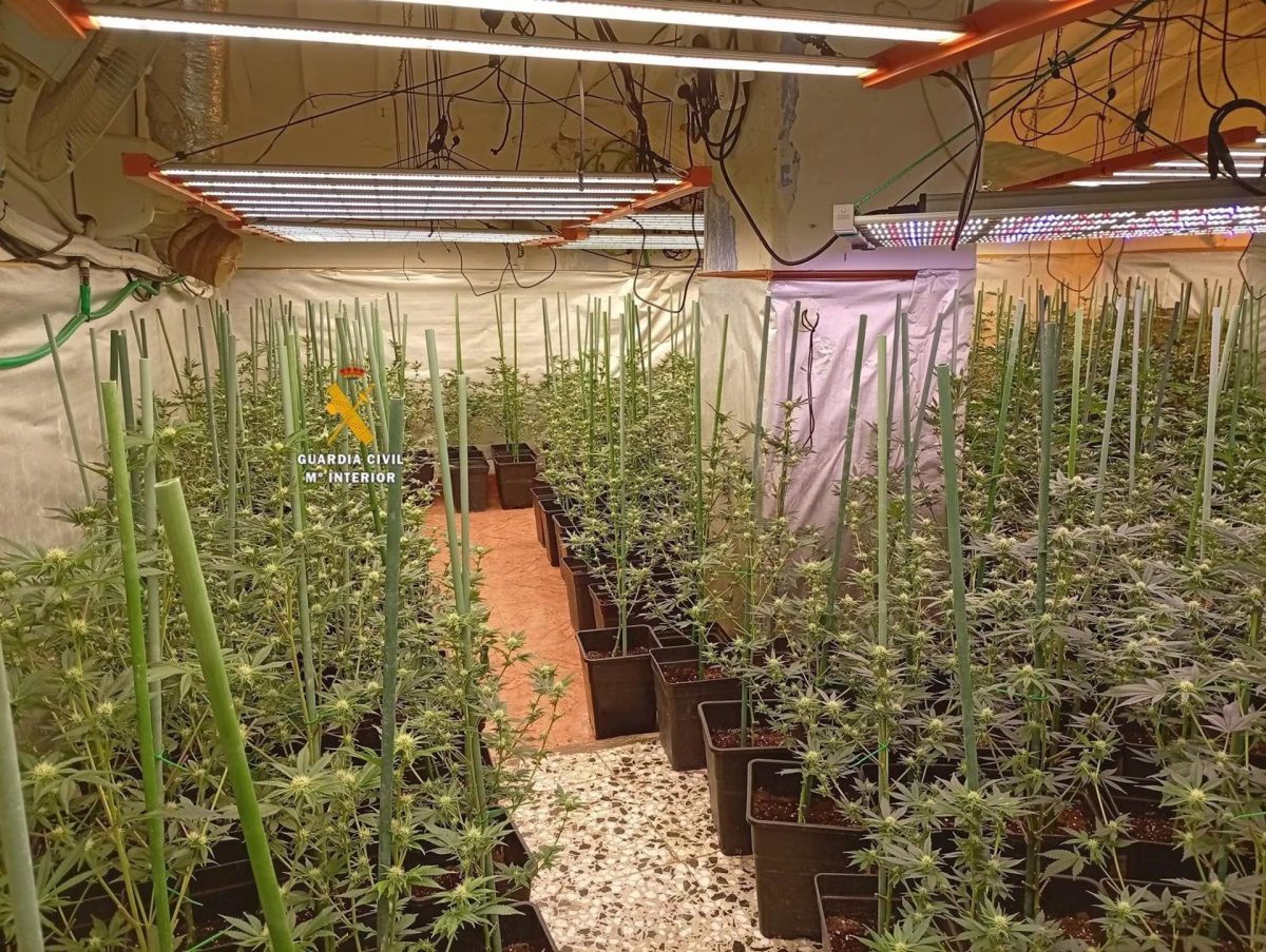 Desmantelan una plantación de marihuana con 374 plantas en una casa de Benamargosa, Axarquía - Benamargosa Benamargosa