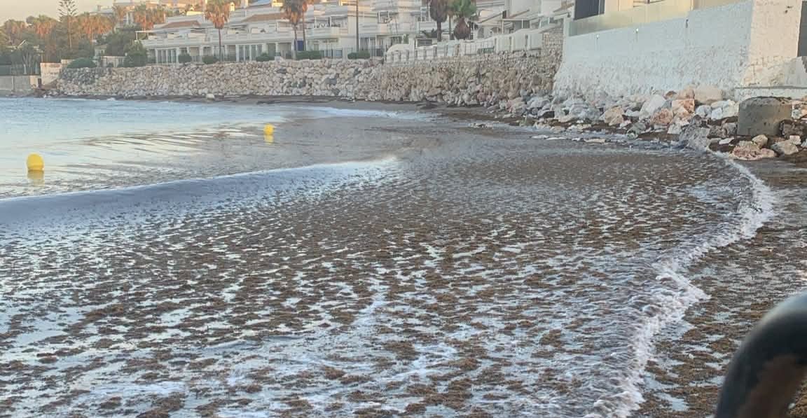 Redes y dragas contra el alga asiática: la Costa del Sol estudia un nuevo sistema para combatir la especie invasora