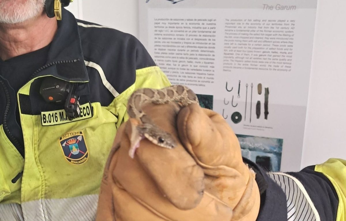 Rescatan una culebra de herradura en una vivienda de Benalmádena - culebra herradura benalmadena costa culebra herradura benalmadena costa