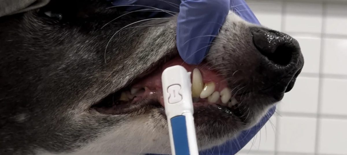 Condenada por hacer limpiezas dentales con ultrasonidos a perros sin ser veterinaria en Málaga - limpiezas dentales con ultrasonidos a perros limpiezas dentales con ultrasonidos a perros
