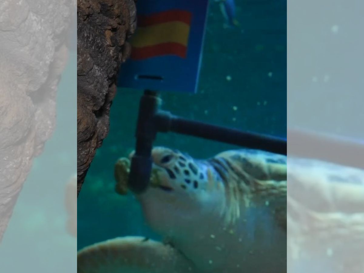 ¿Acertará otra vez Yellow? La tortuga del Sea Life Benalmádena elige a España para ganar la final del Mundial - Yellow La tortuga del Sea Life Benalmadena ¿Acertará otra vez Yellow? La tortuga del Sea Life Benalmádena elige a España para ganar la final del Mundial - Yellow La tortuga del Sea Life Benalmadena