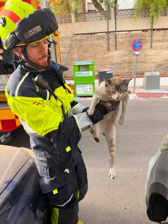 Final feliz para Nuby: rescatan en Benalmádena a una gata atrapada en el motor de un coche - nuby gata benalmadena rescate Final feliz para Nuby: rescatan en Benalmádena a una gata atrapada en el motor de un coche - nuby gata benalmadena rescate