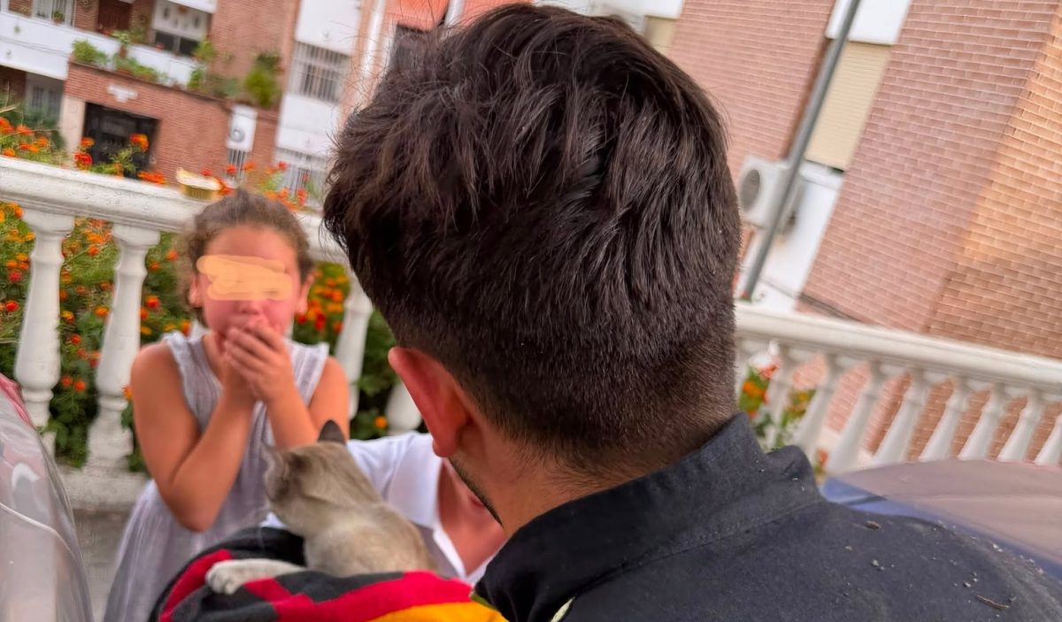 Final feliz para Nuby: rescatan en Benalmádena a una gata atrapada en el motor de un coche - rescate nuby gata benalmadena Final feliz para Nuby: rescatan en Benalmádena a una gata atrapada en el motor de un coche - rescate nuby gata benalmadena