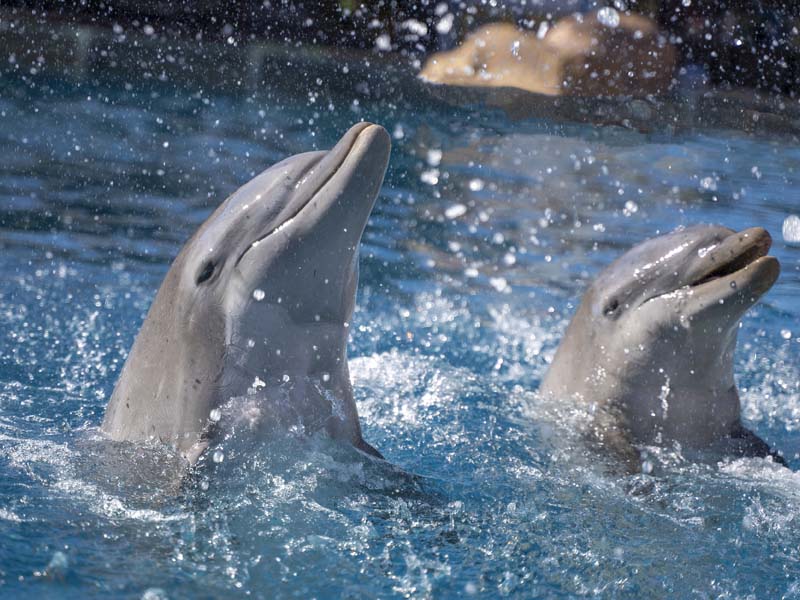 Los ocho delfines de Marineland trasladados a Benalmádena no volverán a Francia