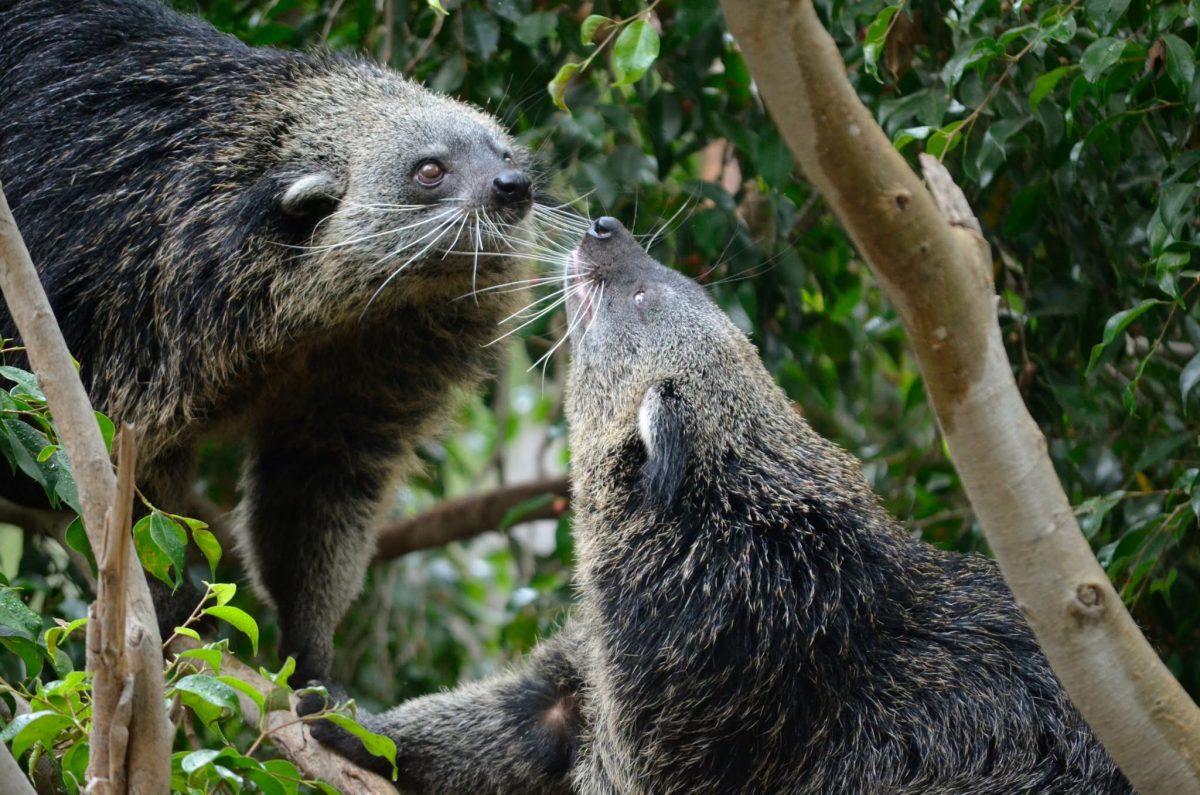 El eclipse ‘engaña’ a los animales de Bioparc Fuengirola: más actividad e intentos de apareamiento al creer que llegaba la noche