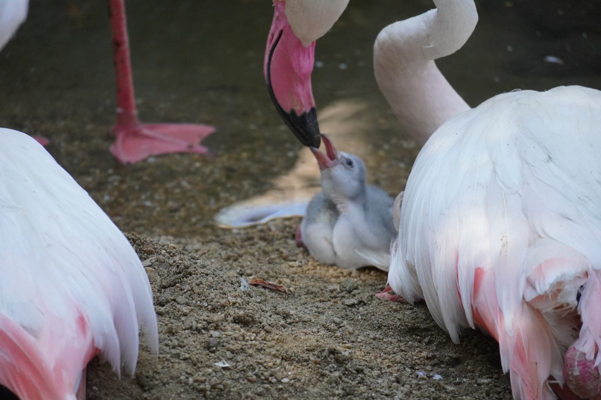 Cinco pequeños flamencos amplían la familia de Bioparc Fuengirola - flamencos bioparc fuengirola Cinco pequeños flamencos amplían la familia de Bioparc Fuengirola