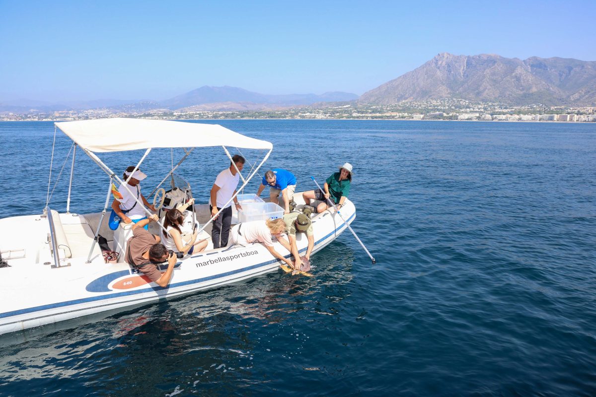 Dos tortugas bobas regresan al mar desde Marbella tras meses de rehabilitación - tortugas marbella tortugas marbella